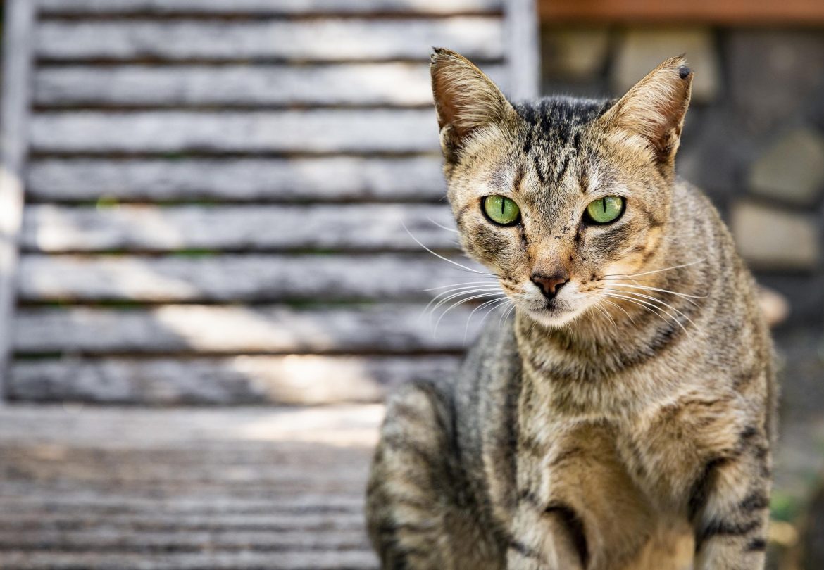Purr-fectly Informative: Dive into the Fascinating Realm of Felines with Our Article